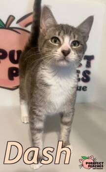 Domestic Short Hair Cats Available for Adoption - Dash | PetCurious