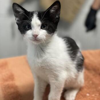 Domestic Short Hair Cats Available for Adoption in Riverside, California - Dewdrop | PetCurious