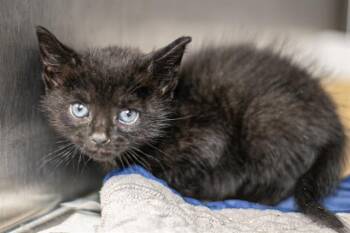 ARTEMIS -  Domestic Short Hair Cat for Adoption in Charlotte, North Carolina - ARTEMIS | PetCurious