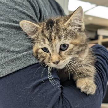 Domestic Medium Hair Cats Available for Adoption in Canton, Illinois - Coral | PetCurious