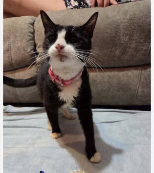 Almond Joy -  Tuxedo Cat for Adoption in Newark Valley, New York - Almond Joy | PetCurious