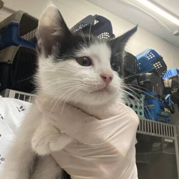 Domestic Short Hair Cats Available for Adoption - Ciarian | PetCurious