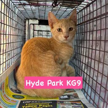 Hyde Park KG9 -  Domestic Short Hair Cat for Adoption in Philadelphia, Pennsylvania - Hyde Park KG9 | PetCurious