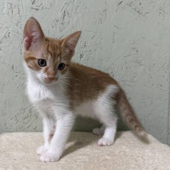 Cortado -  Domestic Short Hair Cat for Adoption in Cumming, Georgia - Cortado | PetCurious