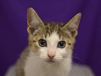 Pika -  Domestic Short Hair Cat for Adoption in Portland, Oregon - Pika | PetCurious