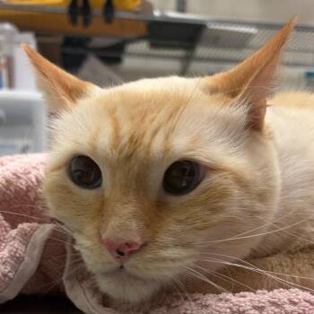 Jack -  Siamese Cat for Adoption in Murray, Utah - Jack | PetCurious