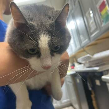 Milo -  Domestic Short Hair Cat for Adoption in Lewisburg, West Virginia - Milo | PetCurious