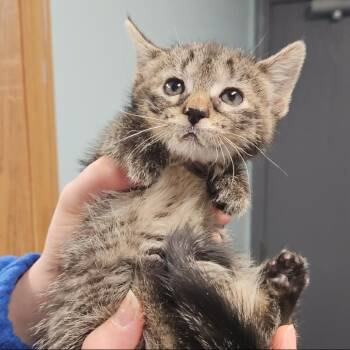 Melly -  Domestic Short Hair Cat for Adoption in Edwardsville, Illinois - Melly | PetCurious