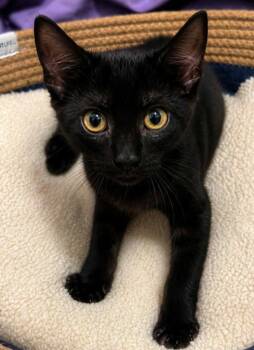 Dubai Chocolate Chip -  Domestic Short Hair Cat for Adoption in El Dorado, Arkansas - Dubai Chocolate Chip | PetCurious
