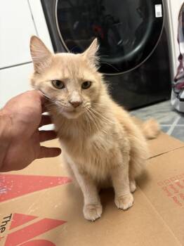 Legendary -  Domestic Medium Hair and Domestic Long Hair Cat for Adoption in Walnut Creek, California - Legendary | PetCurious