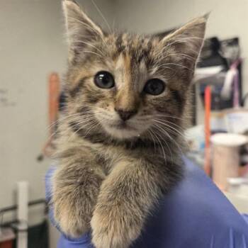 MAY -  Domestic Medium Hair Cat for Adoption in Ontario, California - MAY | PetCurious