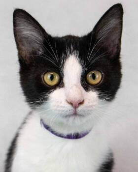 Pixie -  Domestic Short Hair Cat for Adoption in Kennesaw, Georgia - Pixie | PetCurious