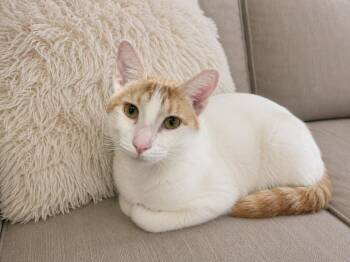 Dottie Boy -  Domestic Short Hair Cat for Adoption in Sebastian, Florida - Dottie Boy | PetCurious