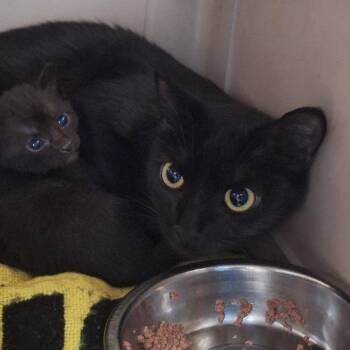 Jumble -  Domestic Short Hair Cat for Adoption in Flagstaff, Arizona - Jumble | PetCurious