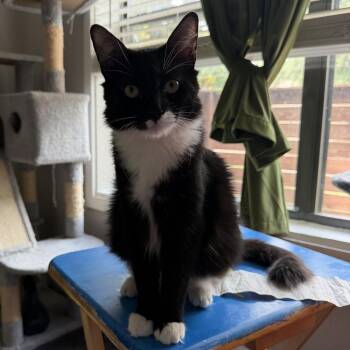 Bobert 0499 -  Domestic Medium Hair Cat for Adoption in Dallas, Texas - Bobert 0499 | PetCurious