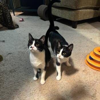 Martini 22357 -  Domestic Short Hair Cat for Adoption in Minneapolis, Minnesota - Martini 22357 | PetCurious