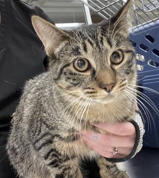 Rescue Domestic Short Hair Cats for Adoption in Aliquippa, Pennsylvania - WILL | PetCurious