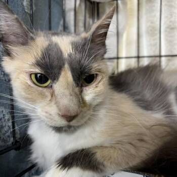 Daisy -  Domestic Medium Hair Cat for Adoption in New York, New York - Daisy | PetCurious