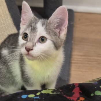 Kali -  Tabby Cat Available for Adoption in Lawrenceville, Georgia - Kali | PetCurious