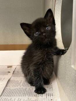 Rescue Domestic Short Hair Cats for Adoption in Dallas, Texas - BUBBLES | PetCurious