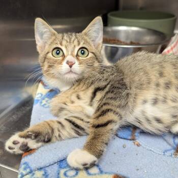 Blane -  Domestic Short Hair Cat for Adoption in Evansville, Indiana - Blane | PetCurious