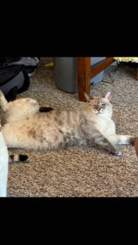 Rescue Siamese Cats for Adoption in Boone, Colorado - ZoomZoom | PetCurious