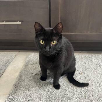Kitana -  Domestic Short Hair Cat for Adoption in Redmond, Washington - Kitana | PetCurious