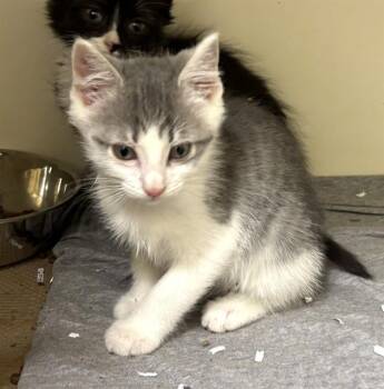 ROO -  Domestic Short Hair Cat for Adoption in Dedham, Massachusetts - ROO | PetCurious