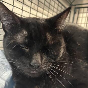 Percy* -  Domestic Short Hair Cat for Adoption in San Gabriel, California - Percy* | PetCurious