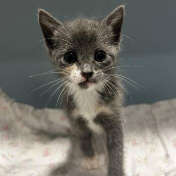 My Melody -  Domestic Short Hair Cat for Adoption in Chattanooga, Tennessee - My Melody | PetCurious