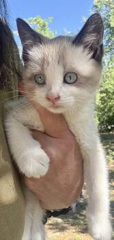 Emma -  Domestic Short Hair Cat for Adoption in Fruit Heights, Utah - Emma | PetCurious