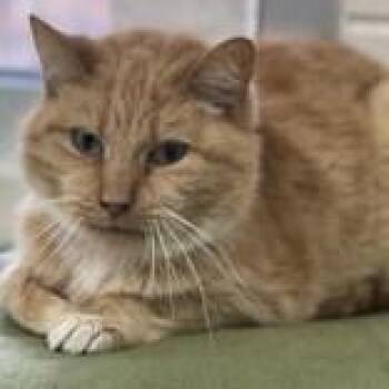 Domestic Short Hair Cats Available for Adoption in Portsmouth, Ohio - Ms. Honey | PetCurious