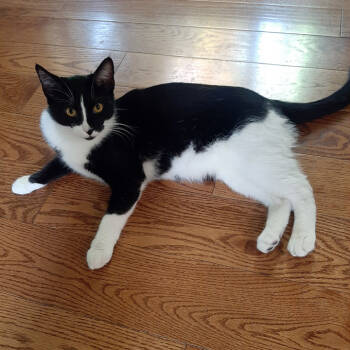 Rescue Domestic Short Hair Cats for Adoption in Redlands, California - Pepe Le Peux | PetCurious