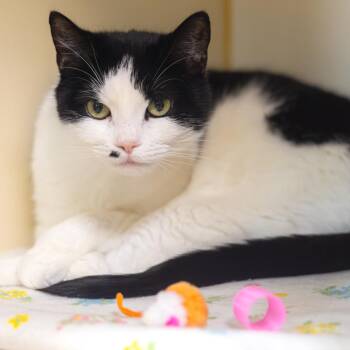 Domestic Short Hair Cats Available for Adoption - Madonna | PetCurious