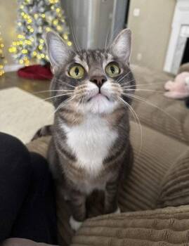 Lucky -  Domestic Short Hair Cat for Adoption in Nashville, Tennessee - Lucky | PetCurious