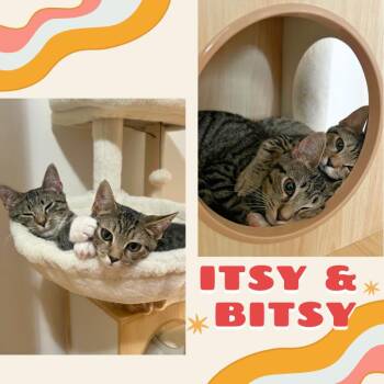 Rescue American Shorthair Cats for Adoption in Port Chester, New York - Itsy And Bitsy! | PetCurious