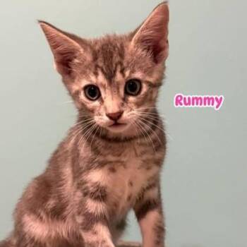 Rummy -  Domestic Short Hair Cat Available for Adoption in Phoenixville, Pennsylvania - Rummy | PetCurious