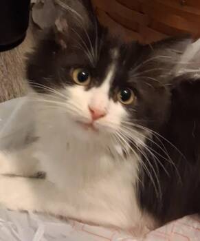 Jurgen Ro. (white) -  Domestic Long Hair Cat for Adoption in West Peoria, Illinois - Jurgen Ro. (white) | PetCurious