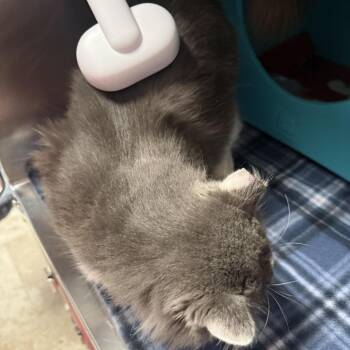 Domestic Long Hair Cats Available for Adoption - Fuzz Lightyear | PetCurious