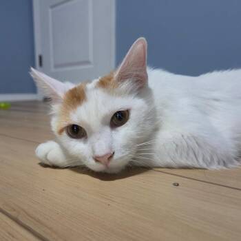 ToeBeanDealer -  Domestic Short Hair Cat Available for Adoption in Tulsa, Oklahoma - ToeBeanDealer | PetCurious