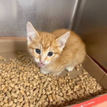 Randall 26-06-123 -  Domestic Short Hair Cat for Adoption in Bastrop, Texas - Randall 26-06-123 | PetCurious