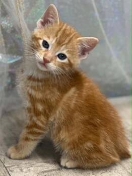 Peanut Butter -  Domestic Short Hair Cat for Adoption in Shreveport, Louisiana - Peanut Butter | PetCurious