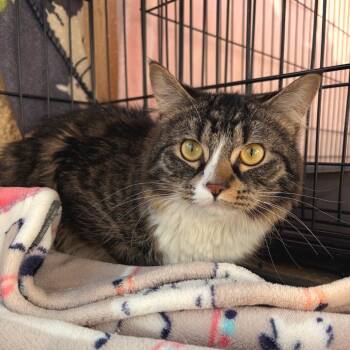 Jarjar Binks -  Domestic Medium Hair Cat for Adoption in Riverwoods, Illinois - Jarjar Binks | PetCurious