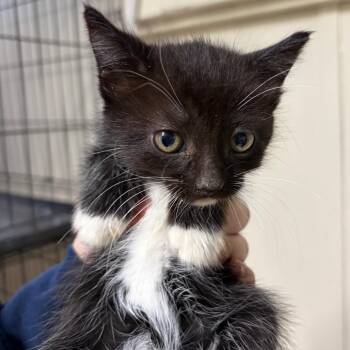 Pepsi -  Domestic Short Hair Cat for Adoption in Starkville, Mississippi - Pepsi | PetCurious