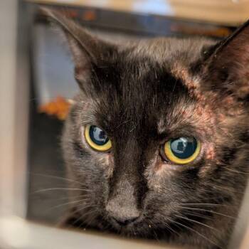Augusta -  Domestic Short Hair Cat for Adoption in Fairport, New York - Augusta | PetCurious