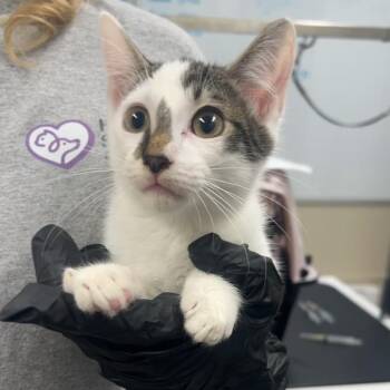 Blane McDonagh -  Domestic Short Hair Cat for Adoption in Lake Panasoffkee, Florida - Blane McDonagh | PetCurious