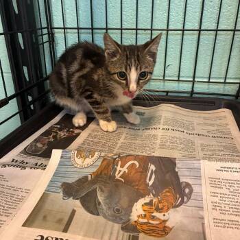Belly Button -  Domestic Short Hair Cat for Adoption in Gadsden, Alabama - Belly Button | PetCurious