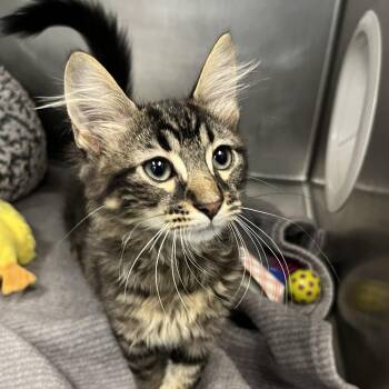 Joker -  Domestic Short Hair Cat for Adoption in West Palm Beach, Florida - Joker | PetCurious