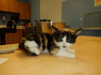 Domestic Short Hair Cats Available for Adoption in San Jose, California - GOOBER | PetCurious