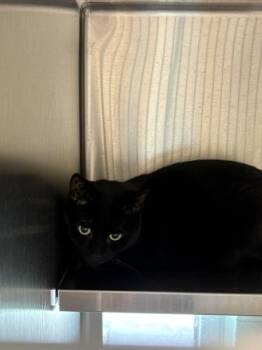 Faith -  Domestic Short Hair Cat for Adoption in Stratham, New Hampshire - Faith | PetCurious